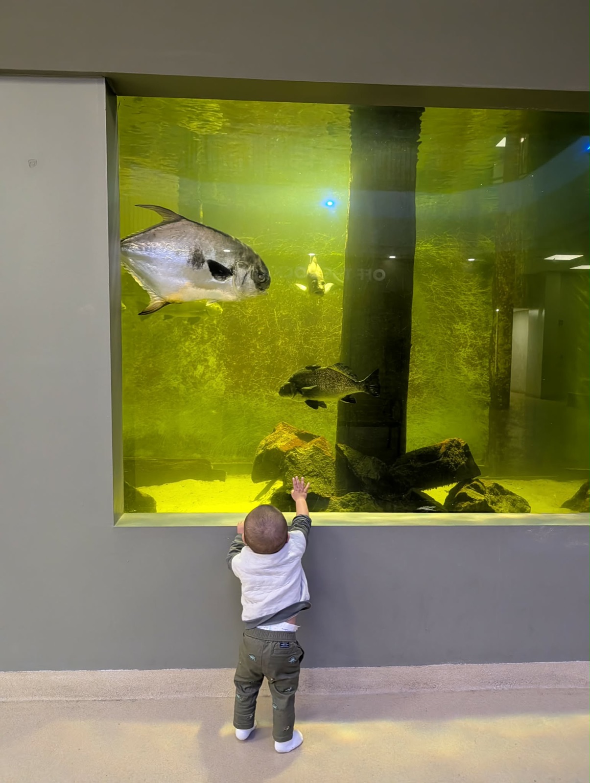 Parker watching fish in the main aquarium tank