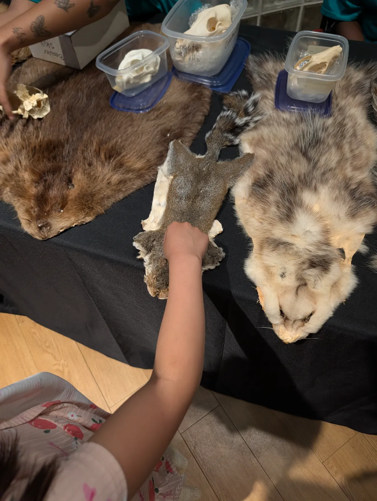 A child exploring animal pelts and skulls at a hands-on educational display at the Academy of Natural Sciences