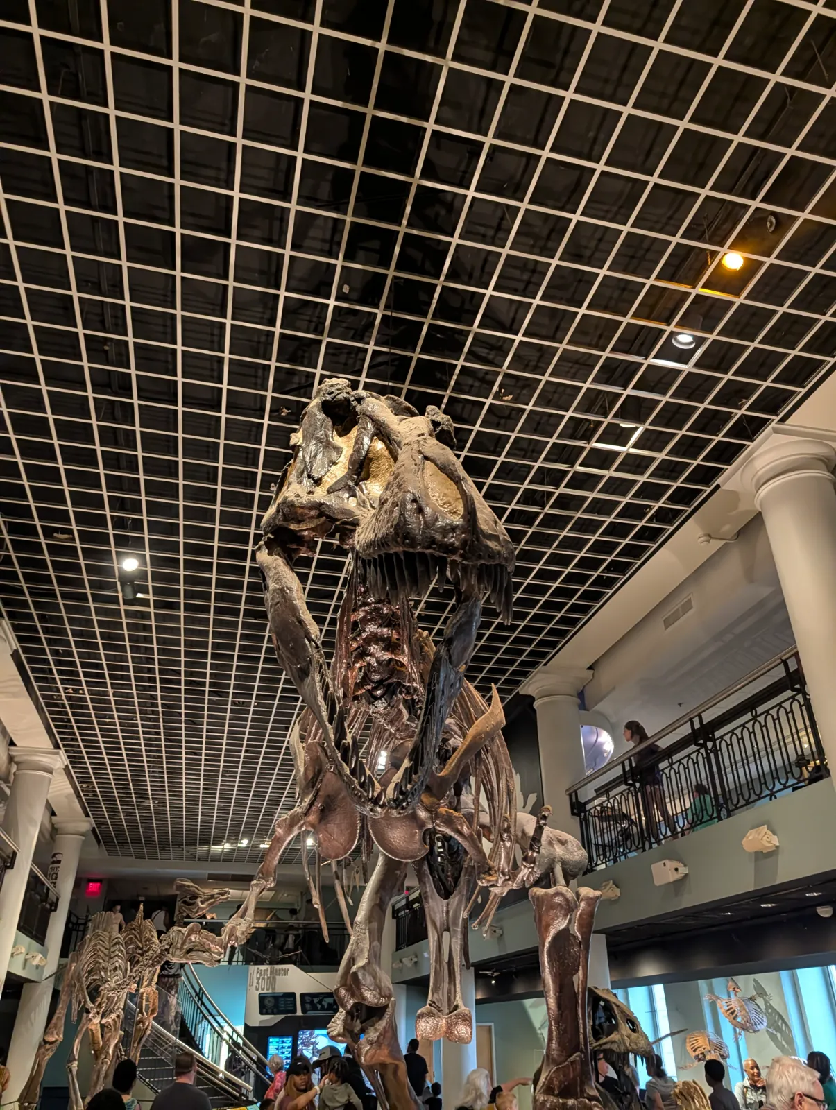 Towering dinosaur skeleton on display at the Academy of Natural Sciences with visitors below