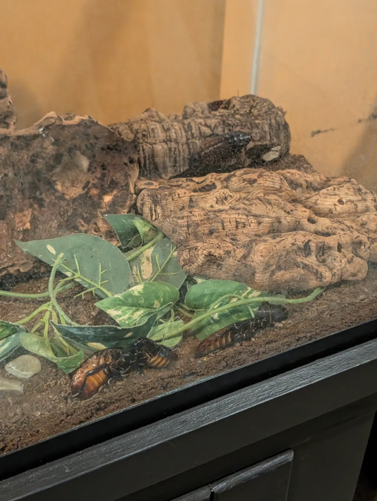 Madagascar hissing cockroaches in a habitat enclosure