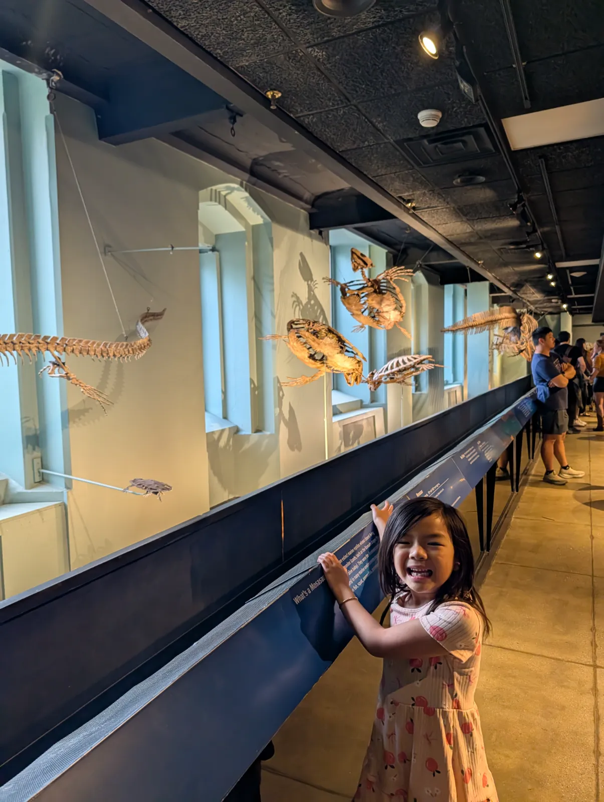 A young girl interacting with marine skeletal exhibits at the museum
