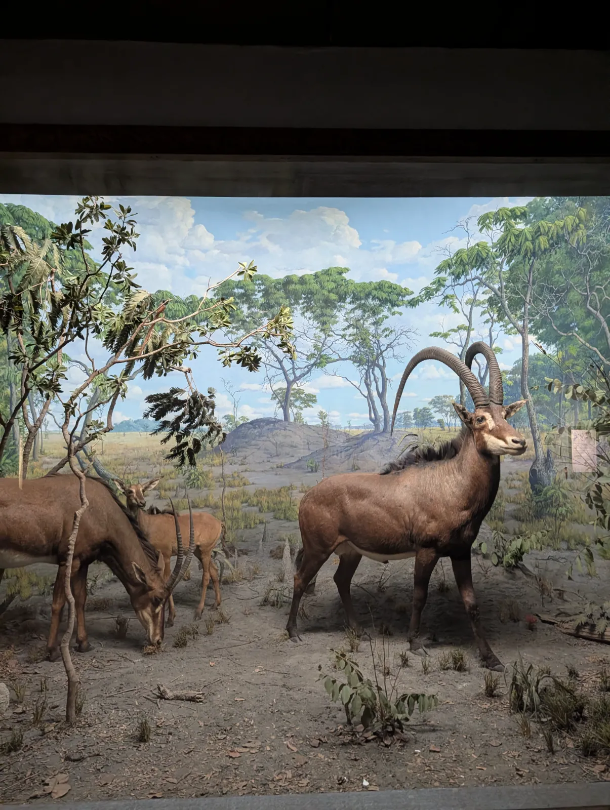 Wildlife diorama with real taxidermied animals at the Academy of Natural Sciences