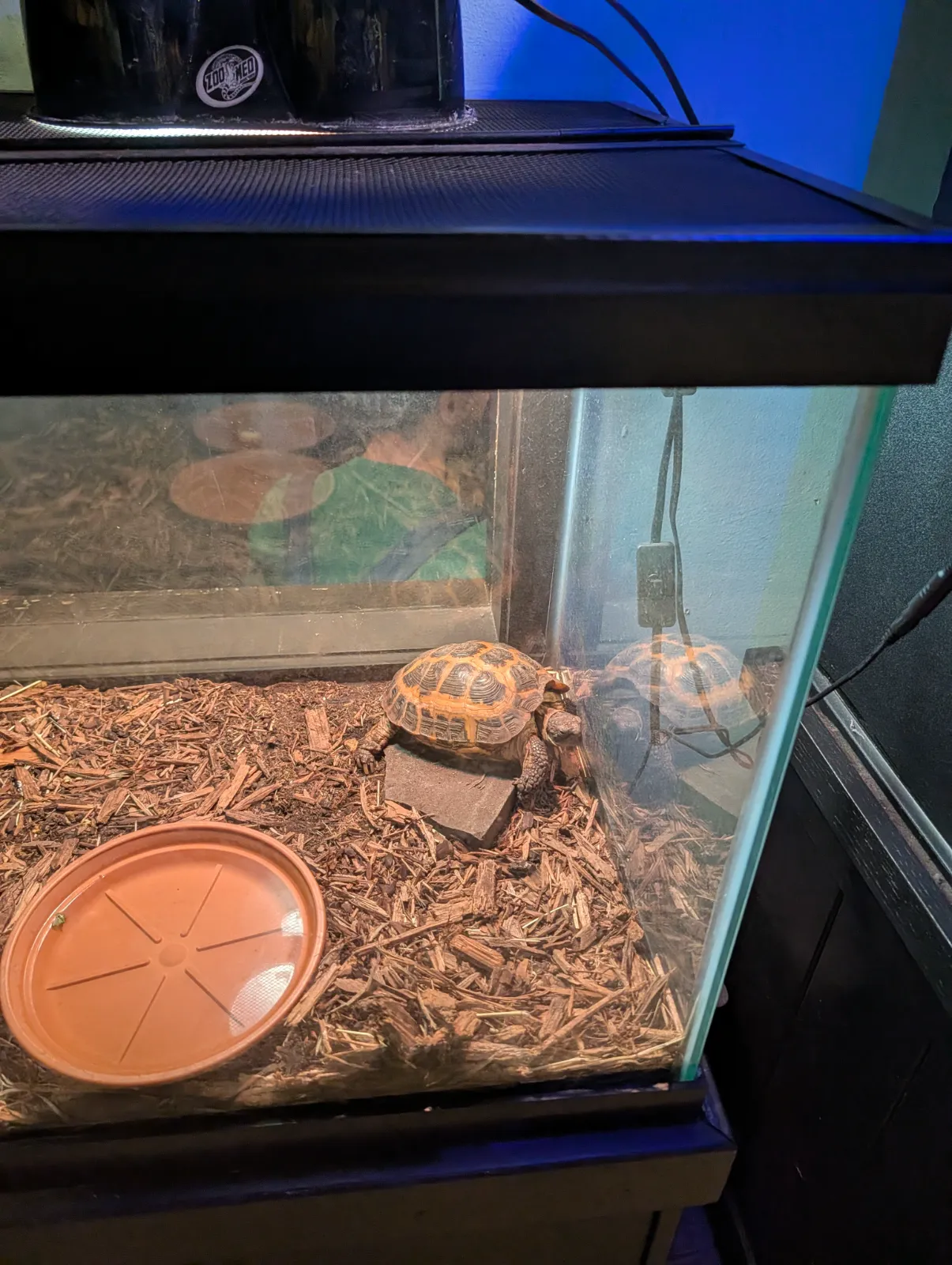 Two tortoises basking under a heat lamp in a terrarium