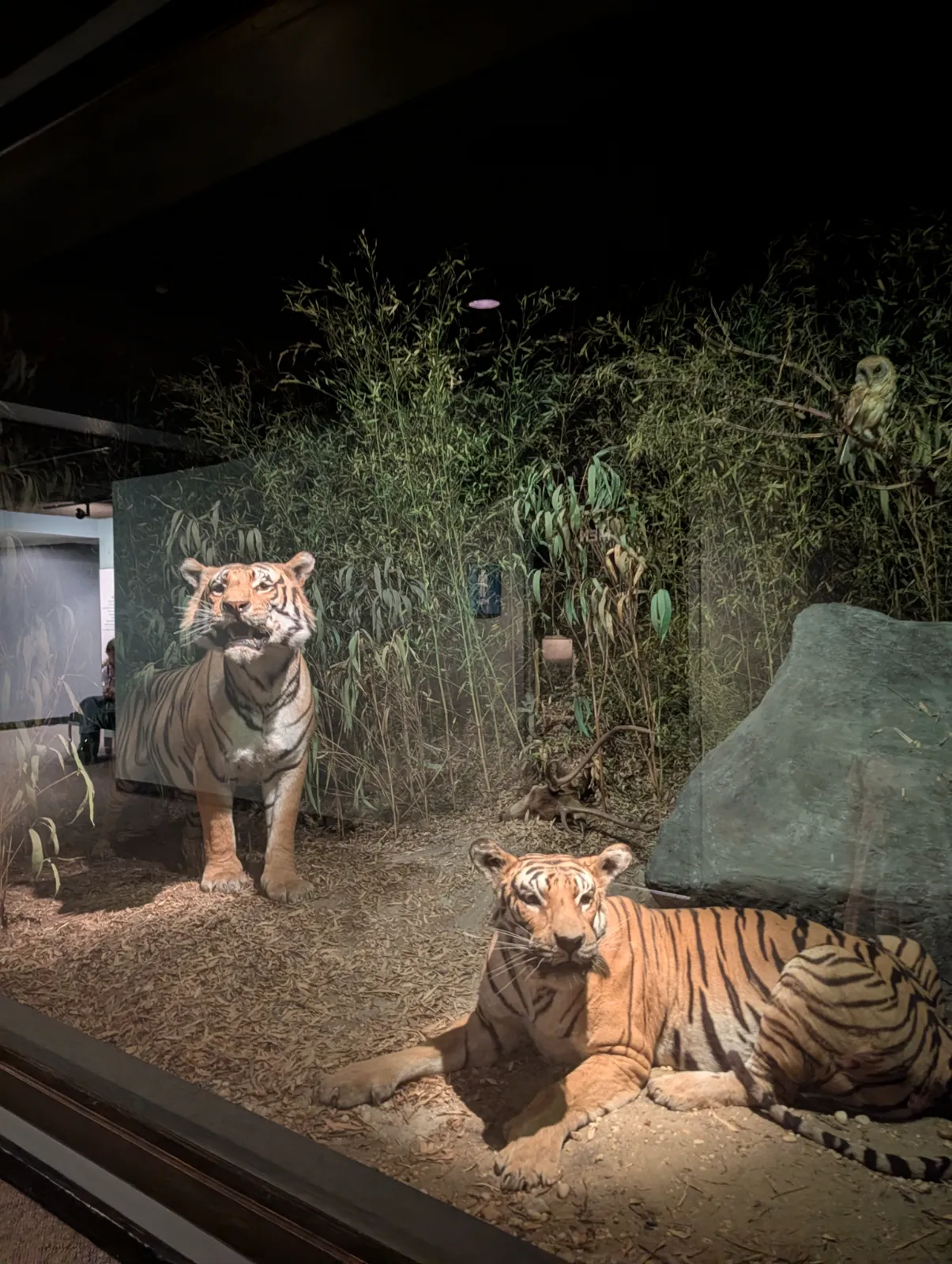 Two tigers in a beautifully designed exhibit at the Academy of Natural Sciences