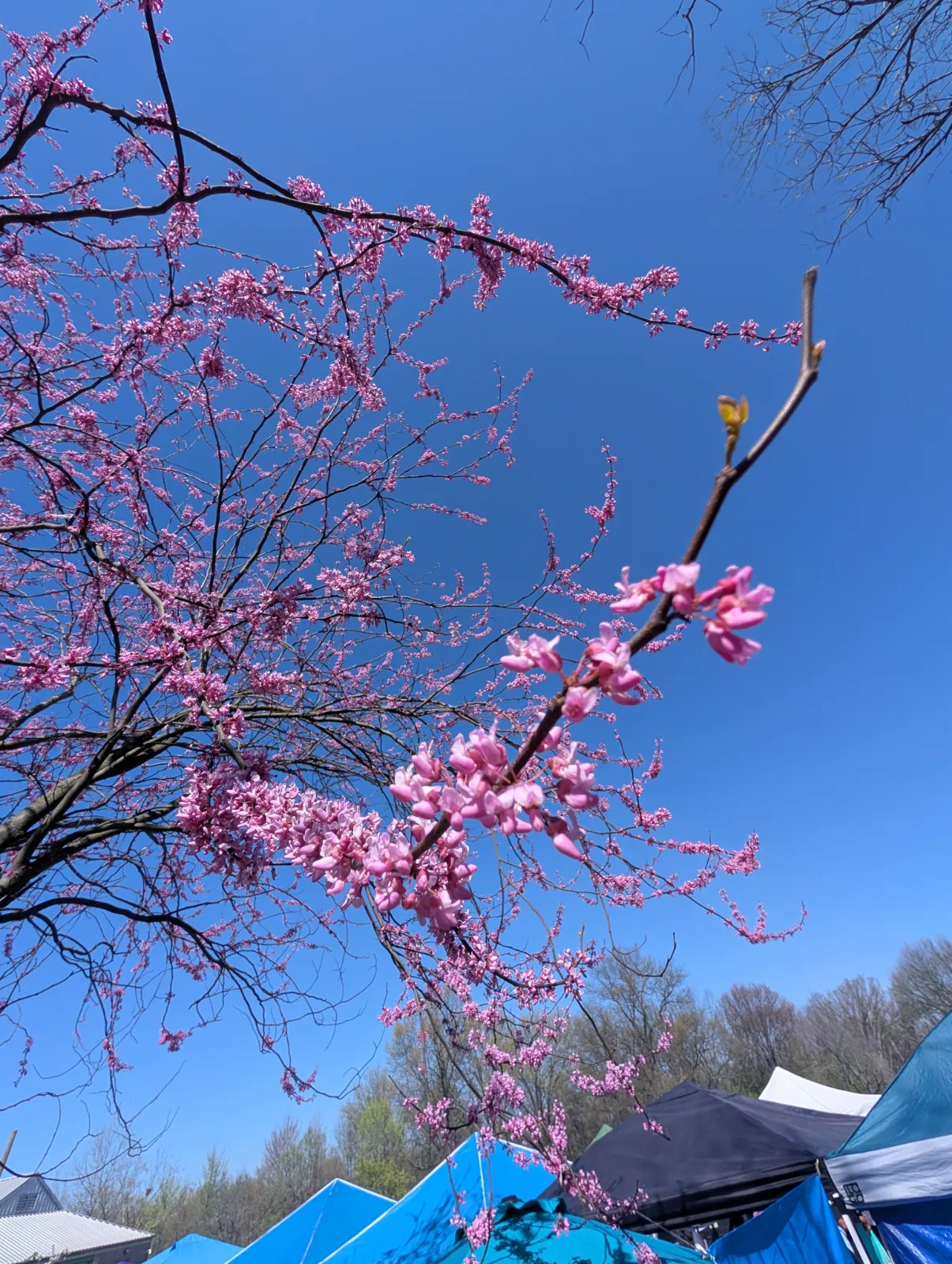 Cherry blossom tree at FDR Park