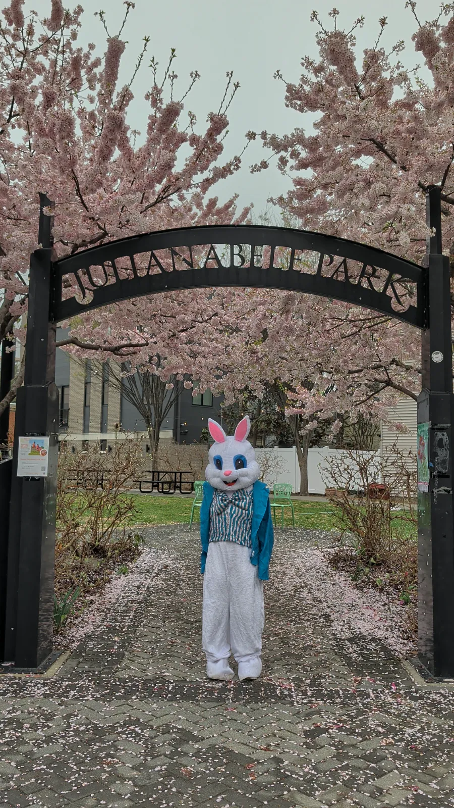 Easter bunny costume at Juliana Park with cherry blossom trees