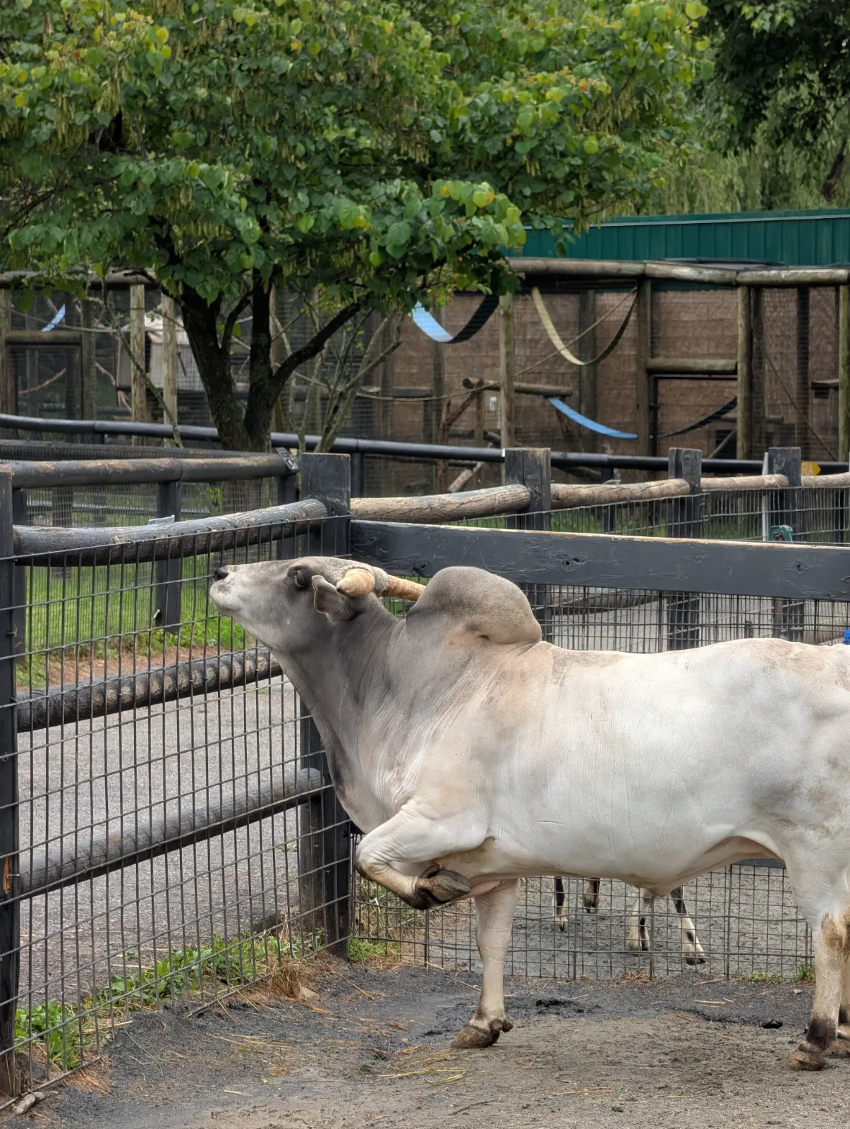 Cow stretching its leg over a fence at Nova Wild