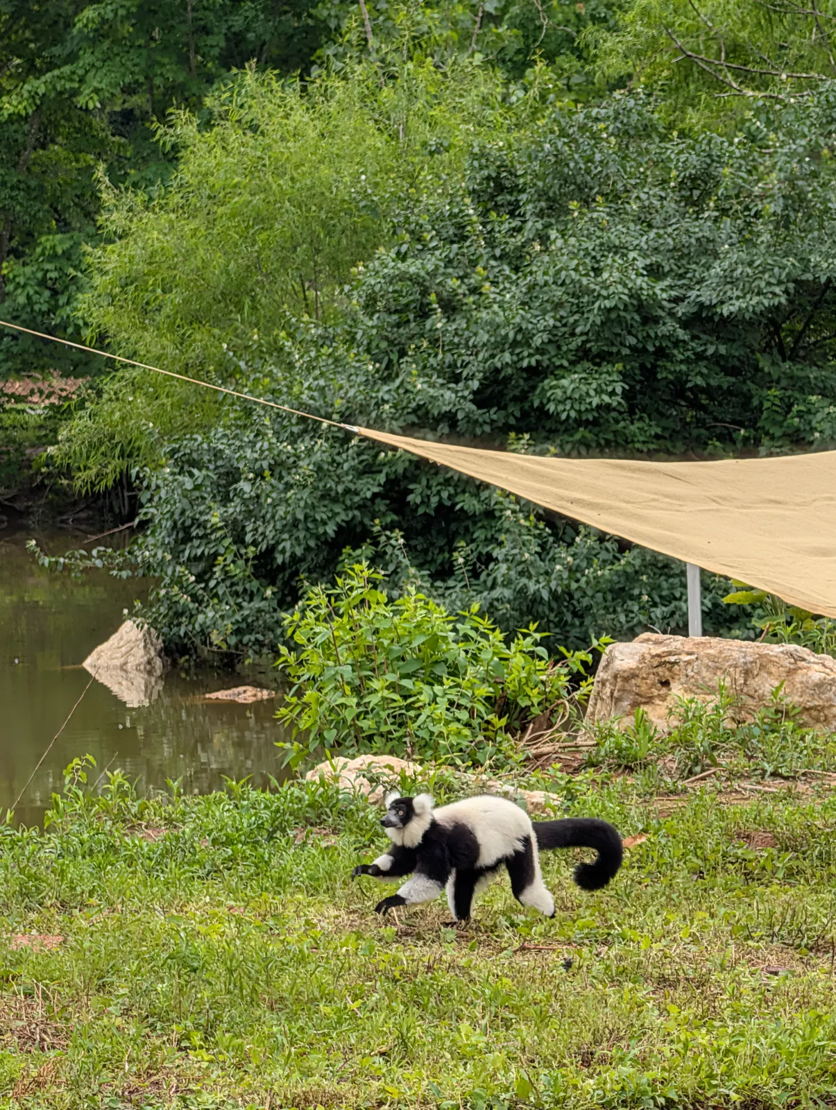 Black and white lemur playing near the water's edge in a lush landscape