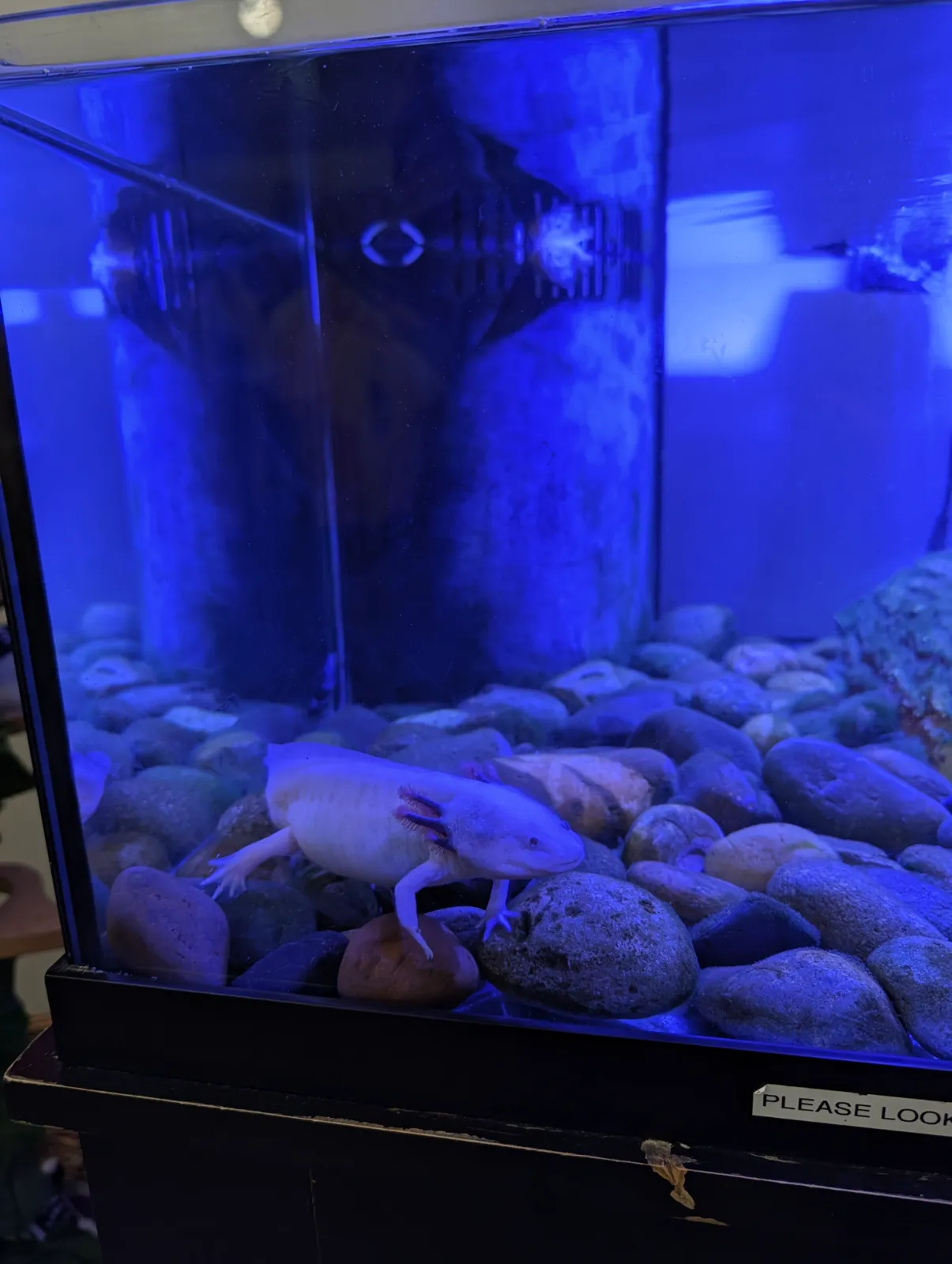 Axolotl in its aquatic tank with blue lighting and smooth pebbles inside the gift shop
