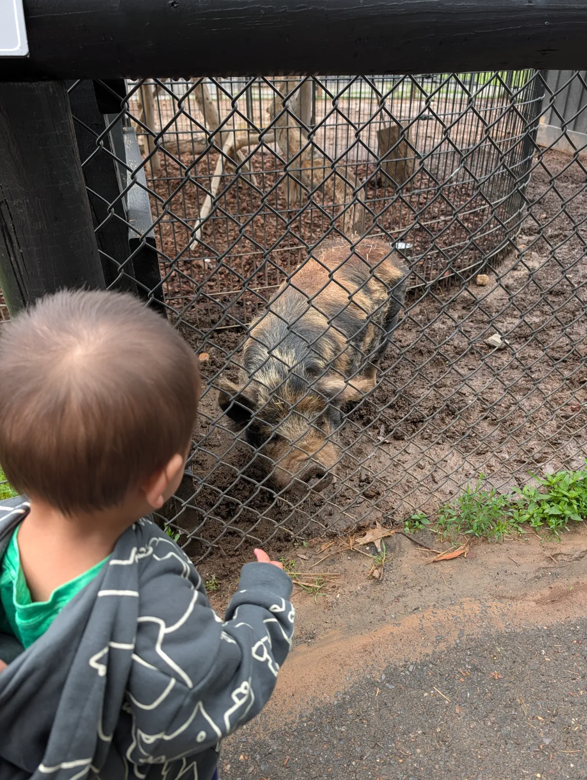 Toddler interacting with a wild boar at the zoo through a fence