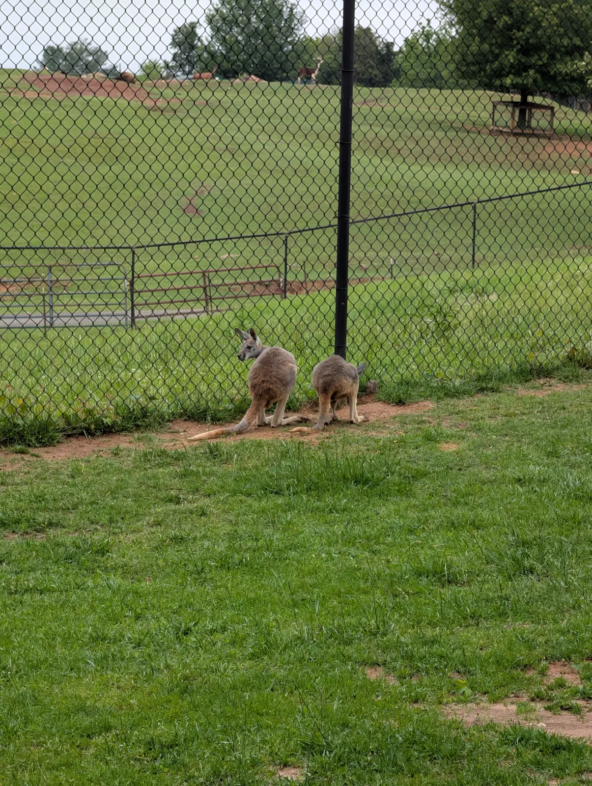 Two kangaroos in their enclosure at Nova Wild with grass and chain-link fence
