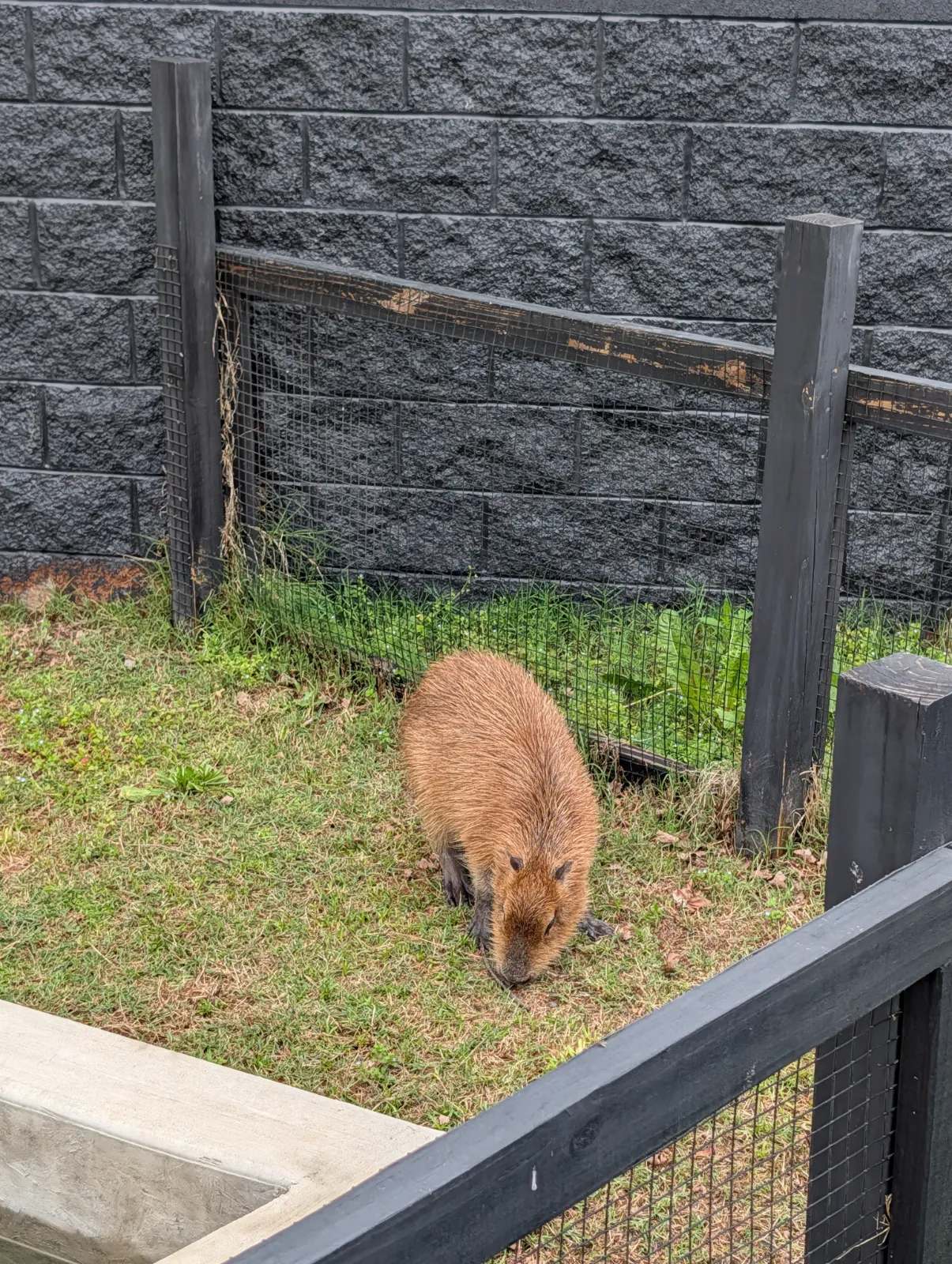 Capybara grazing in a grassy enclosure surrounded by a wooden fence