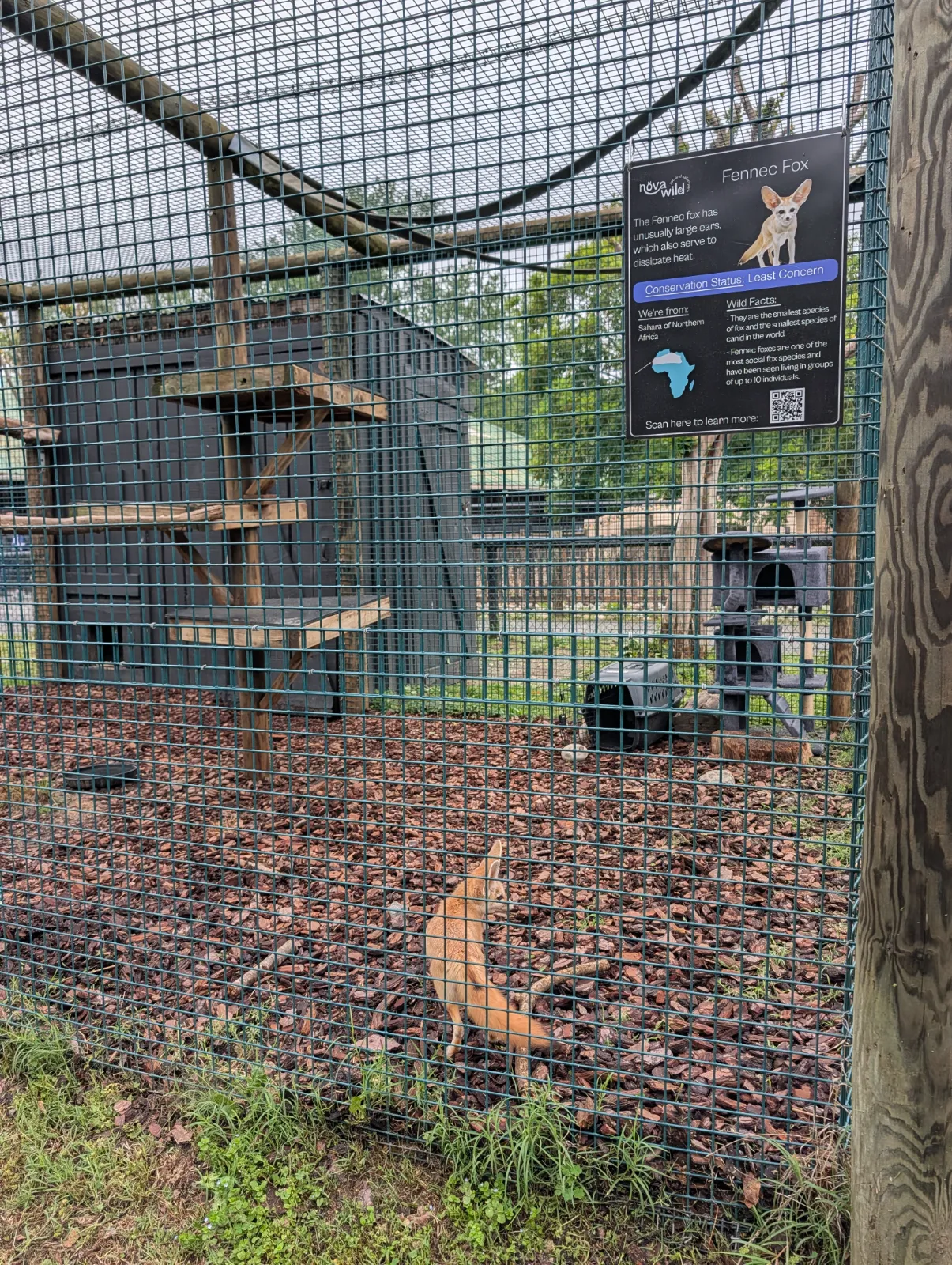 Fennec fox relaxing in its enclosure at Nova Wild