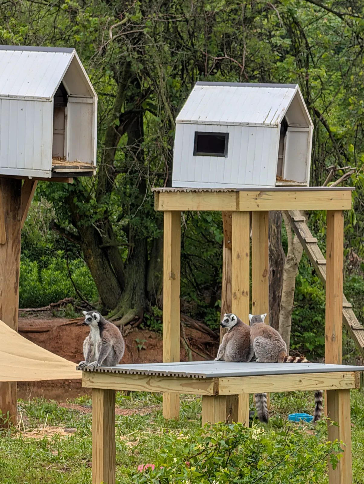 Trio of lemurs lounging on wooden structures in a green enclosure